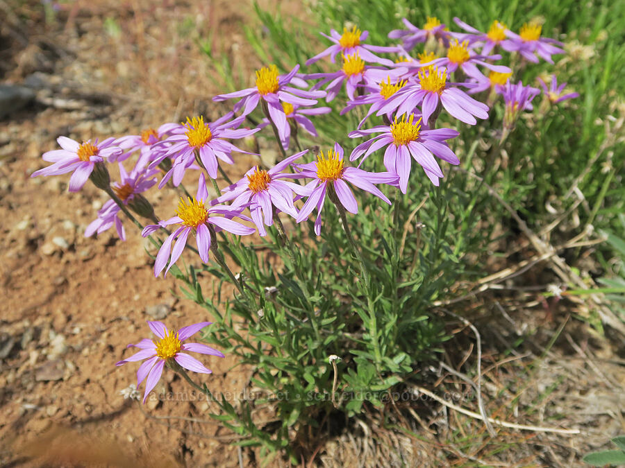 lava asters (Ionactis alpina (Aster scopulorum)) [Arizona Creek Road, Harney County, Oregon]