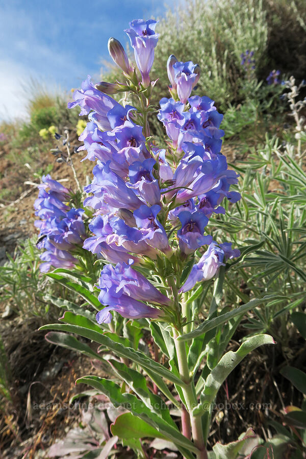showy penstemon (Penstemon speciosus) [Arizona Creek Road, Harney County, Oregon]