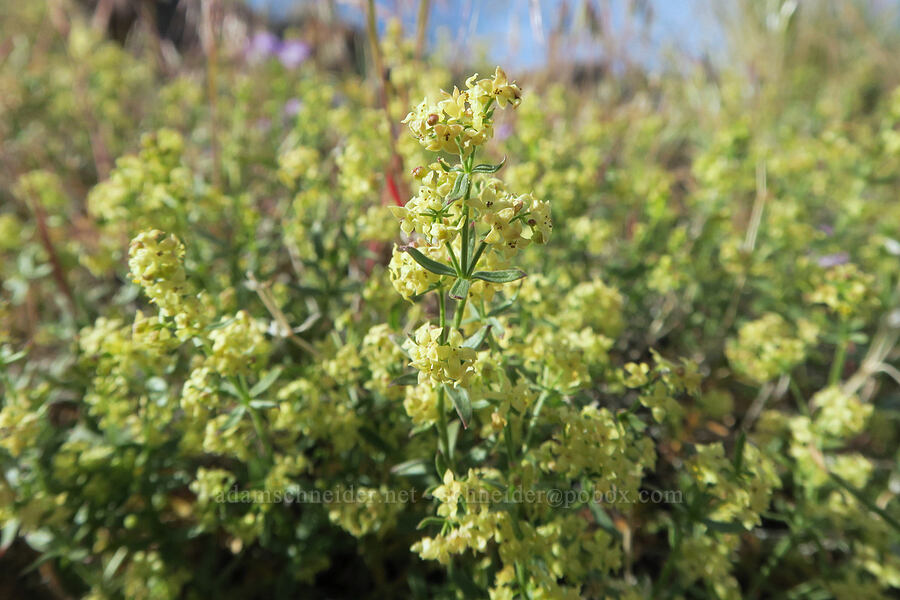 intermountain bedstraw (Galium serpenticum (Galium multiflorum)) [Arizona Creek Road, Harney County, Oregon]