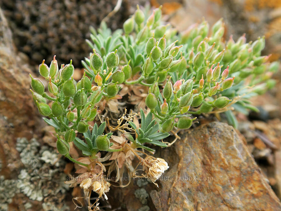 Douglas' draba (alkali false whitlow-grass) (Cusickiella douglasii) [Arizona Creek Road, Harney County, Oregon]
