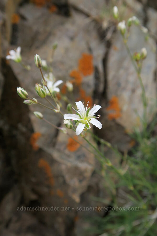 sandwort (Eremogone sp. (Arenaria sp.)) [Arizona Creek Road, Harney County, Oregon]