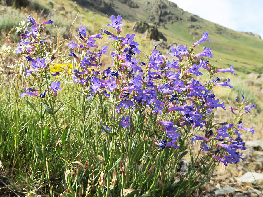 lowly penstemon (Penstemon humilis) [Arizona Creek Road, Harney County, Oregon]