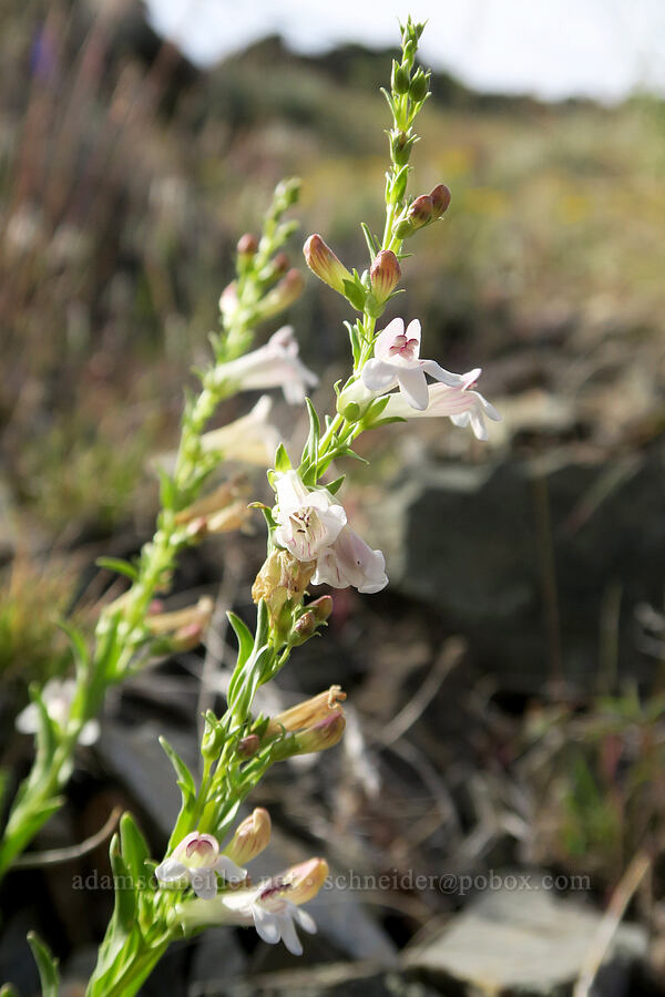hot rock penstemon (Penstemon deustus) [Arizona Creek Road, Harney County, Oregon]