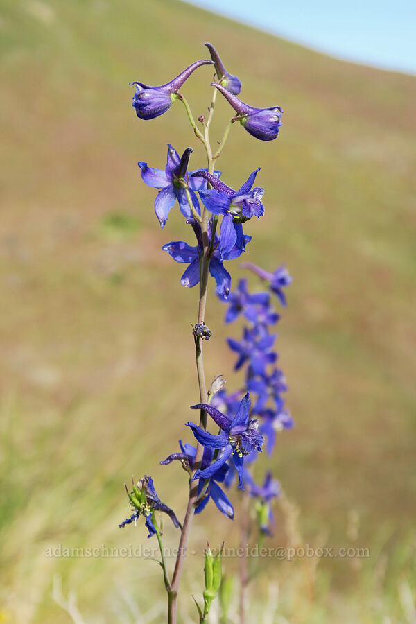 desert larkspur (Delphinium andersonii (Delphinium scaposum var. andersonii)) [Arizona Creek Road, Harney County, Oregon]