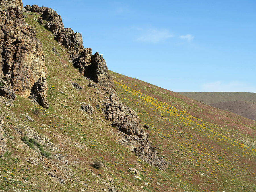 cliffs & balsamroot (Balsamorhiza sagittata) [Arizona Creek Road, Harney County, Oregon]