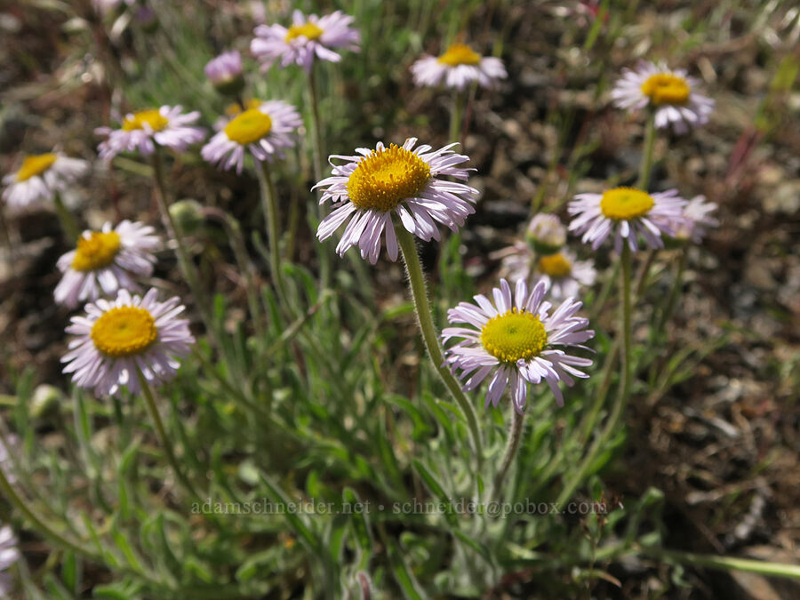 shaggy fleabane (Erigeron pumilus) [Arizona Creek Road, Harney County, Oregon]