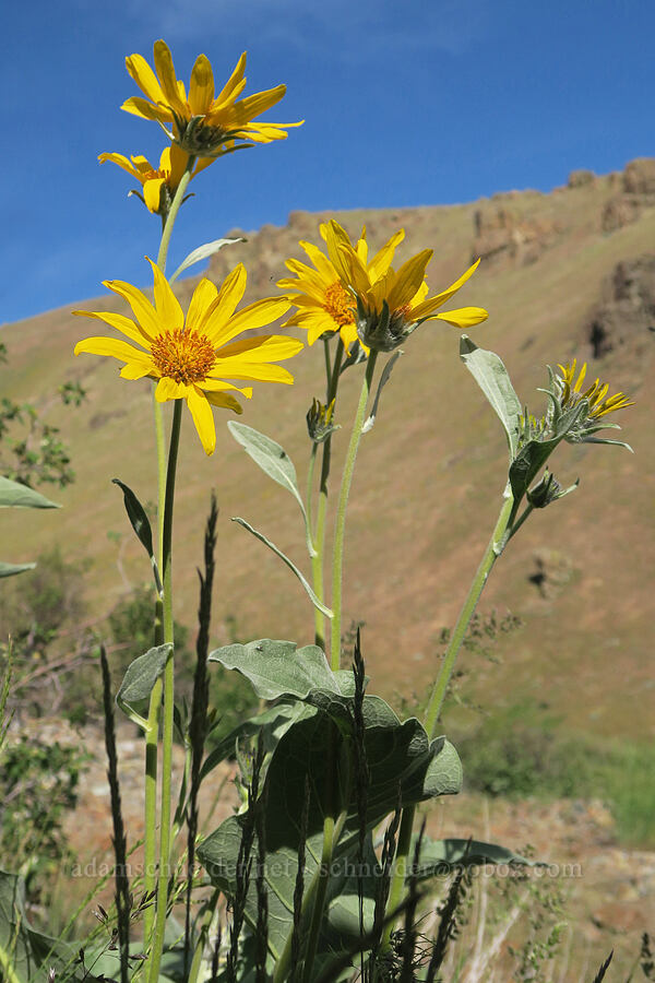 balsamroot (Balsamorhiza sagittata) [Arizona Creek Road, Harney County, Oregon]