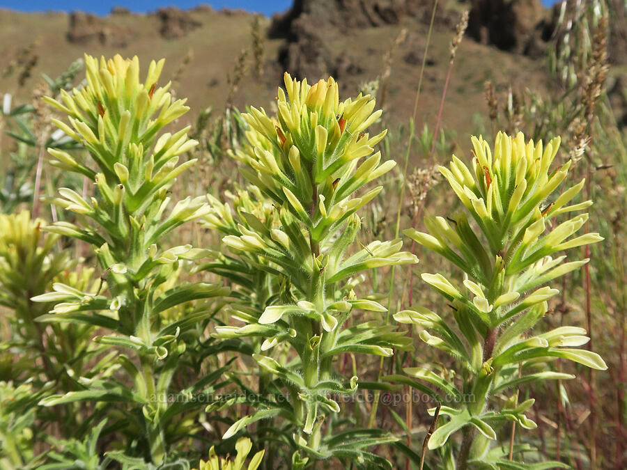 yellow paintbrush (Castilleja angustifolia var. flavescens) [Arizona Creek Road, Harney County, Oregon]