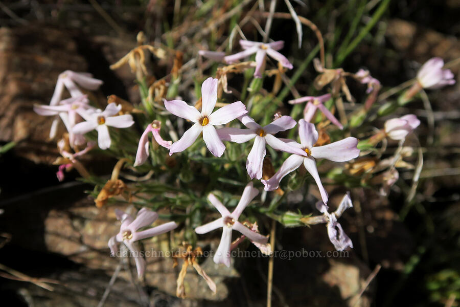 phlox (Phlox sp.) [Arizona Creek Road, Harney County, Oregon]