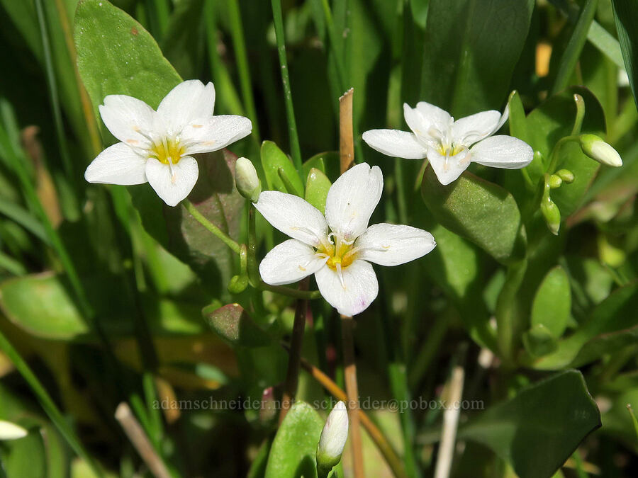 water montia (Montia chamissoi (Claytonia chamissoi)) [Arizona Creek Road, Harney County, Oregon]