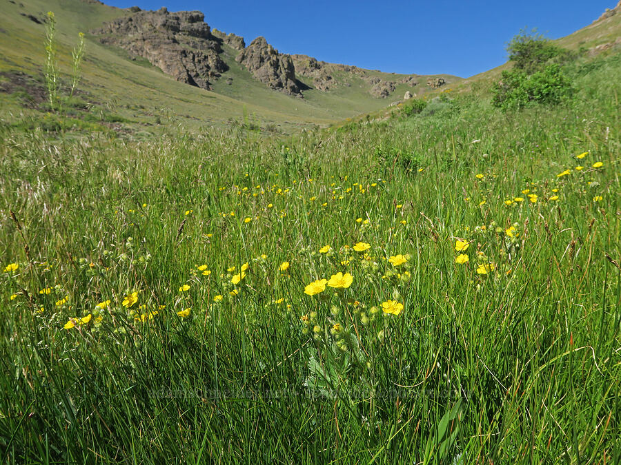slender cinquefoil (Potentilla gracilis var. gracilis) [Arizona Creek Road, Harney County, Oregon]