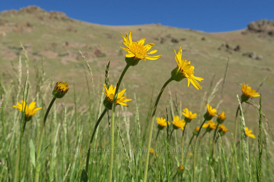 twin arnica (Arnica sororia) [Arizona Creek Road, Harney County, Oregon]