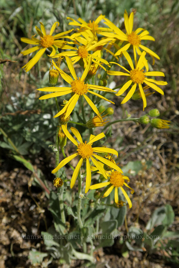 woolly groundsel (Packera cana (Senecio canus)) [Arizona Creek Road, Harney County, Oregon]