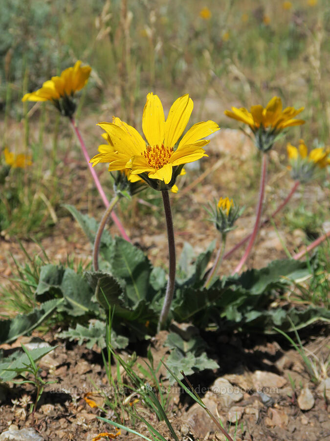 serrate balsamroot (Balsamorhiza serrata) [Arizona Creek Road, Harney County, Oregon]