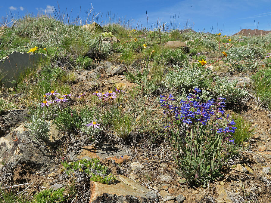 wildflowers [Arizona Creek Road, Harney County, Oregon]