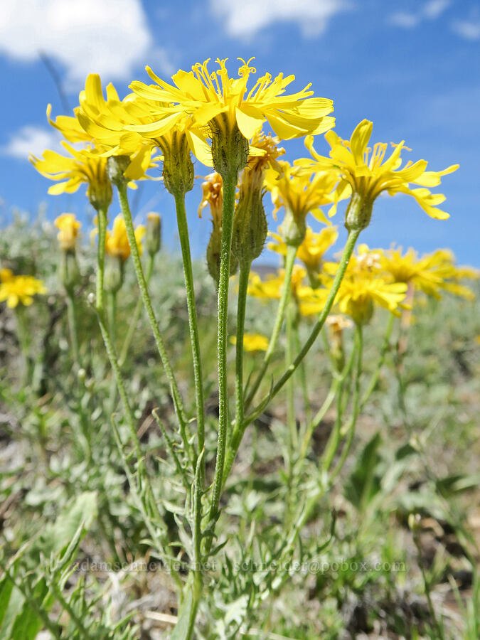 slender hawksbeard (?) (Crepis atribarba) [Arizona Creek Road, Harney County, Oregon]