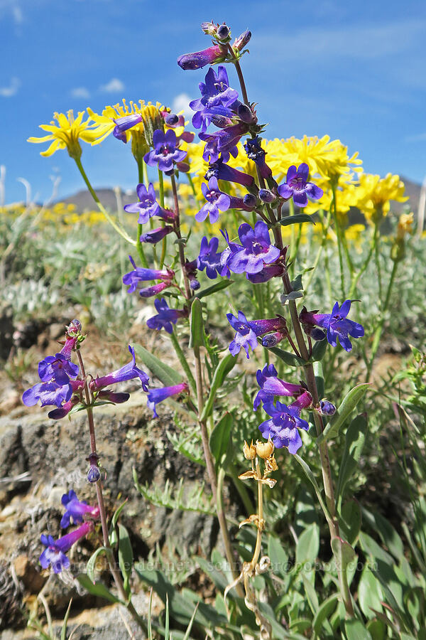 lowly penstemon (Penstemon humilis) [Arizona Creek Road, Harney County, Oregon]