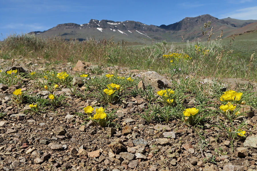 tansy-leaf evening-primrose (Taraxia tanacetifolia (Camissonia tanacetifolia)) [Pueblo Mountains, Harney County, Oregon]