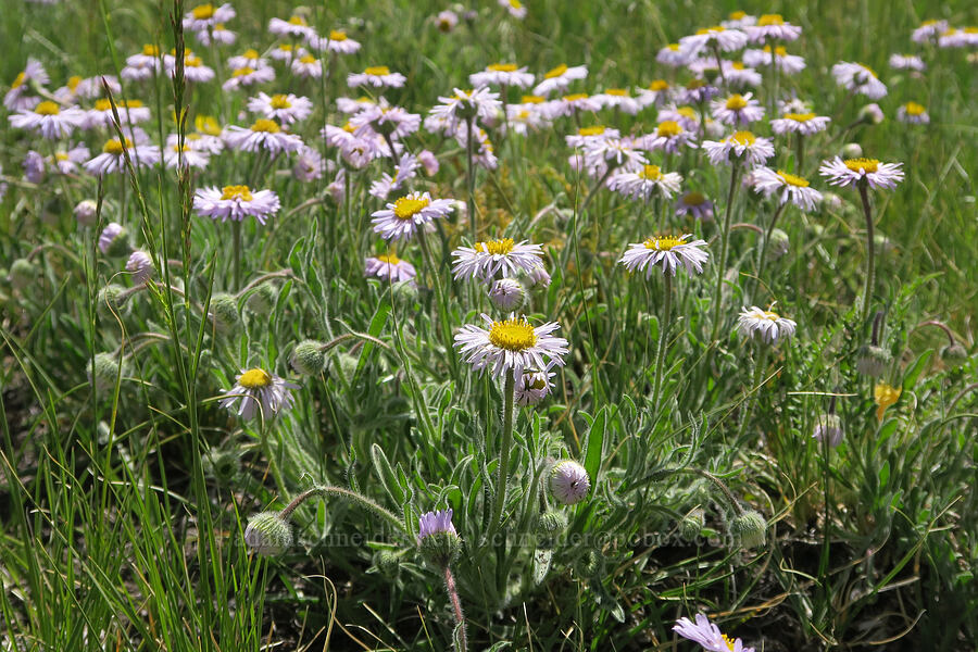 shaggy fleabane (Erigeron pumilus) [Pueblo Mountains, Harney County, Oregon]