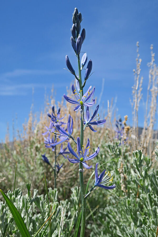 camas (Camassia quamash) [Pueblo Mountains, Harney County, Oregon]