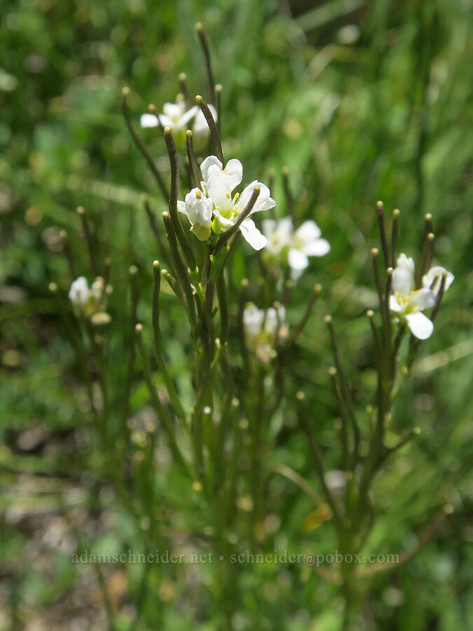 mountain rock-cress (Arabis eschscholtziana (Arabis hirsuta)) [Pueblo Mountains, Harney County, Oregon]