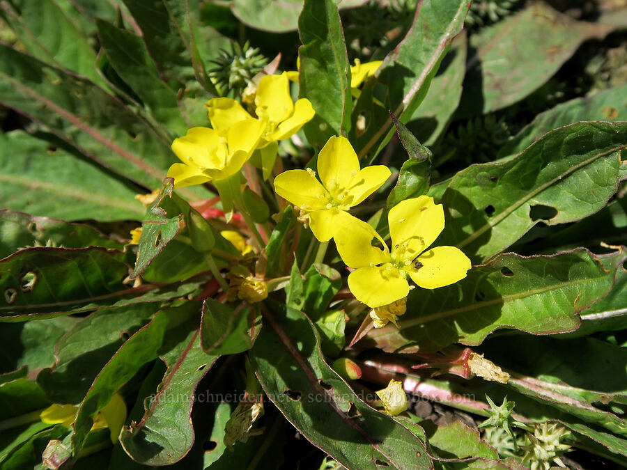 long-leaf evening-primrose (northern sun-cup) (Taraxia subacaulis (Camissonia subacaulis)) [Pueblo Mountains, Harney County, Oregon]