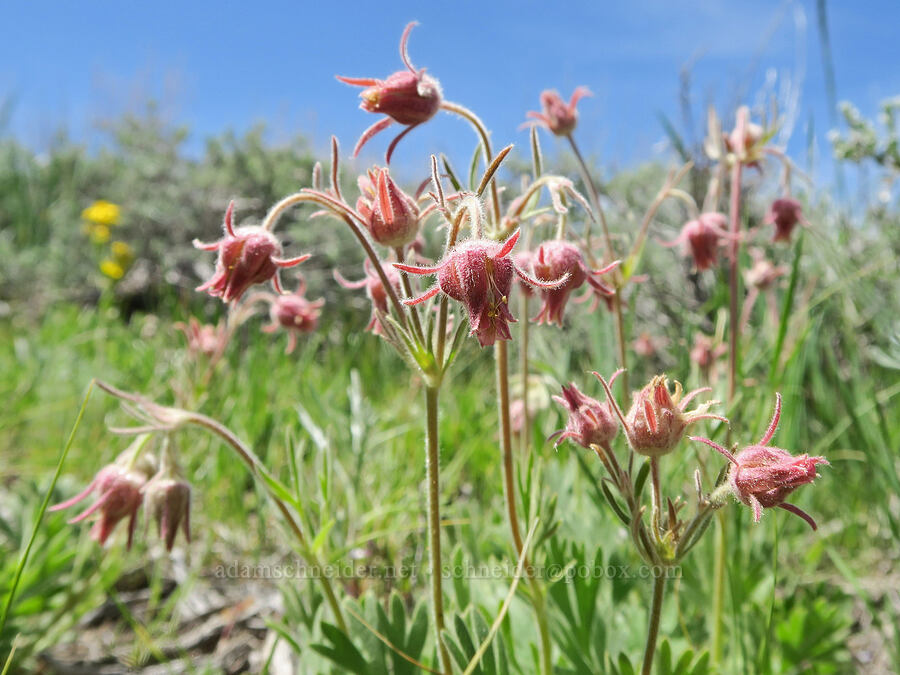 prairie smoke (Geum triflorum) [Pueblo Mountains, Harney County, Oregon]