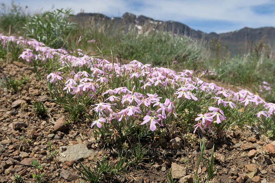 long-leaf phlox (Phlox longifolia) [Pueblo Mountains, Harney County, Oregon]