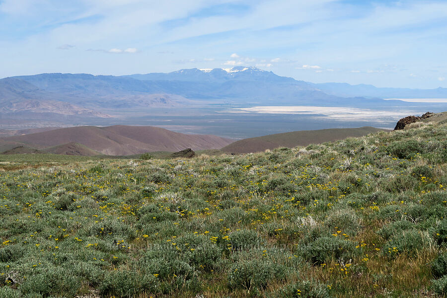 wildflowers, Alvord Lake, & Steens Mountain [Pueblo Mountains, Harney County, Oregon]