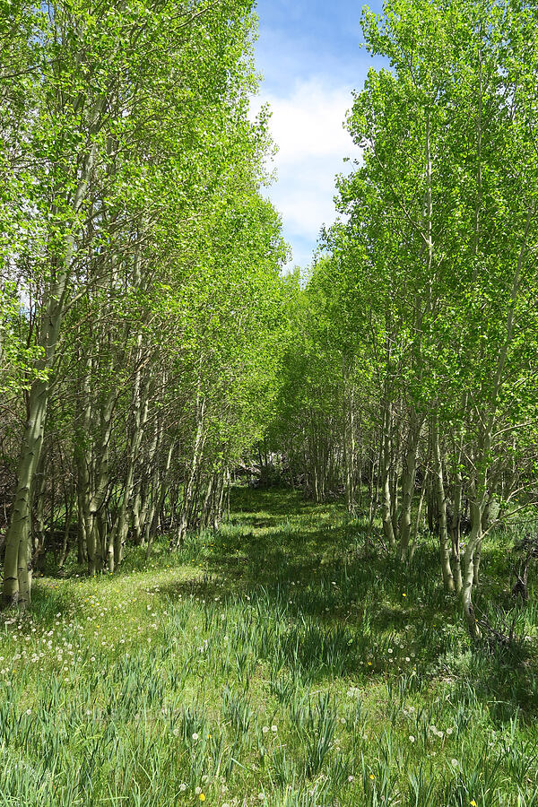 aspens (Populus tremuloides) [Pueblo Mountains, Harney County, Oregon]
