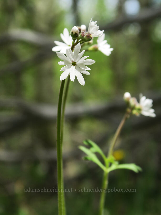 prairie star (Lithophragma parviflorum) [Pueblo Mountains, Harney County, Oregon]