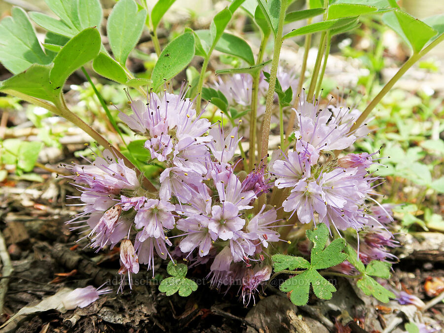 alpine ball-head waterleaf (Hydrophyllum alpestre (Hydrophyllum capitatum var. alpinum)) [Pueblo Mountains, Harney County, Oregon]