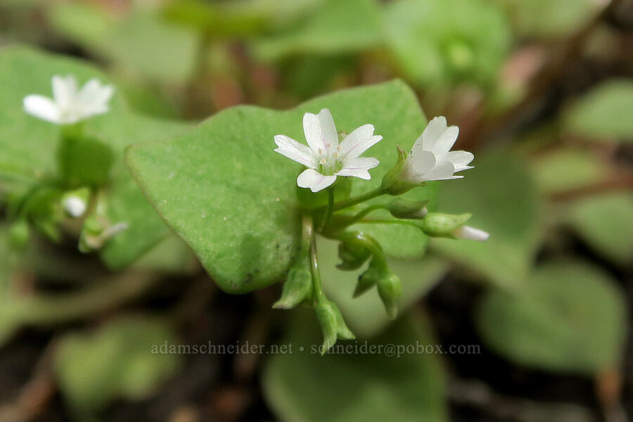 red-stem miner's lettuce (Claytonia rubra ssp. rubra (Montia rubra)) [Pueblo Mountains, Harney County, Oregon]