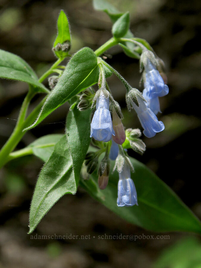Cusick's bluebells (Mertensia cusickii) [Pueblo Mountains, Harney County, Oregon]