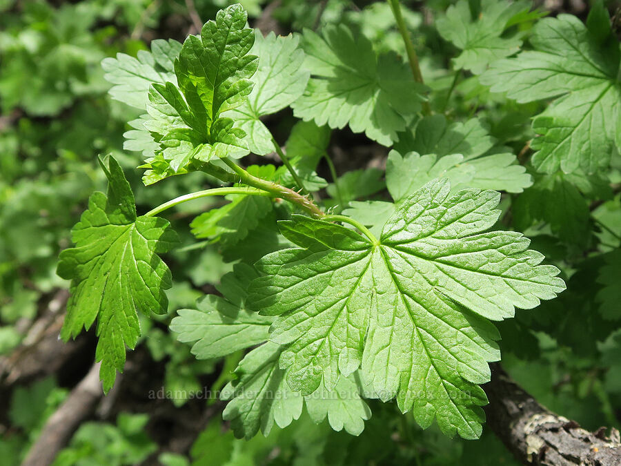 white-stem gooseberry leaves (Ribes inerme) [Pueblo Mountains, Harney County, Oregon]