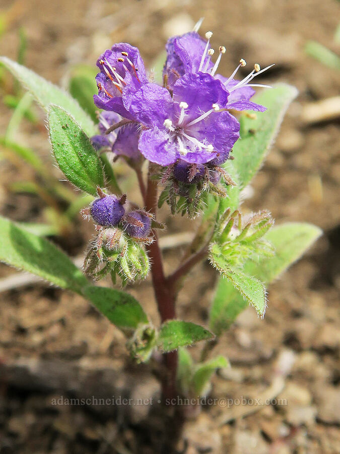 low phacelia (Phacelia humilis) [Pueblo Mountains, Harney County, Oregon]