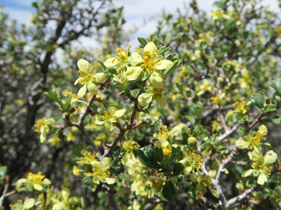 antelope bitter-brush (Purshia tridentata) [Pueblo Mountains, Harney County, Oregon]