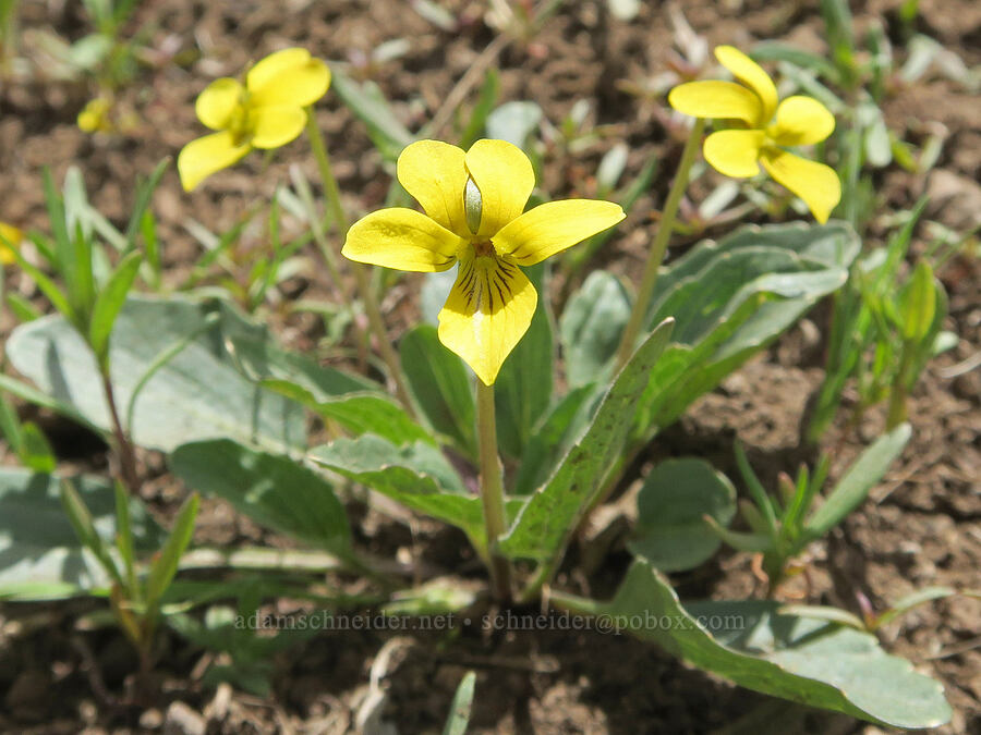 yellow violets (Viola sp.) [Pueblo Mountains, Harney County, Oregon]