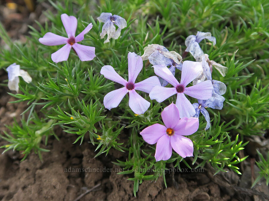 spreading phlox (Phlox diffusa) [Pueblo Mountains, Harney County, Oregon]