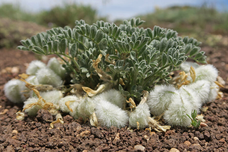 woolly-pod milk-vetch, gone to seed (Astragalus purshii) [Pueblo Mountains, Harney County, Oregon]