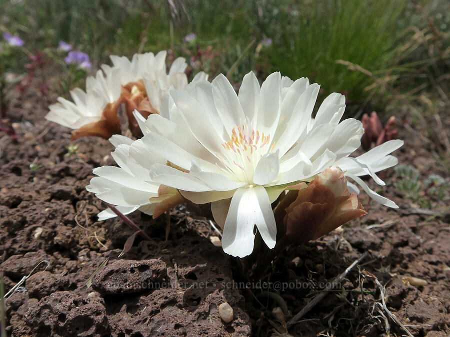 bitterroot (Lewisia rediviva) [Pueblo Mountains, Harney County, Oregon]