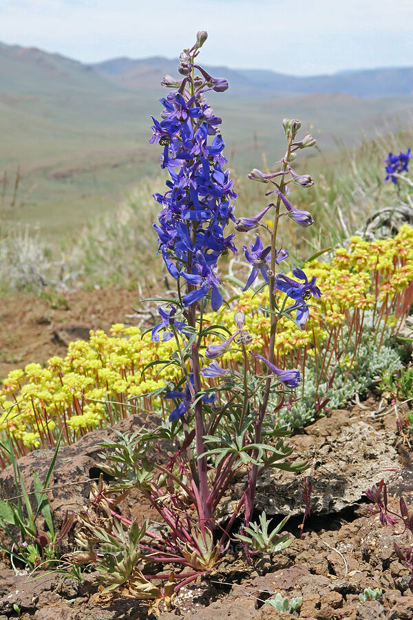 desert larkspur & matted buckwheat (Delphinium andersonii (Delphinium scaposum var. andersonii), Eriogonum caespitosum (Eriogonum cespitosum)) [Pueblo Mountains, Harney County, Oregon]