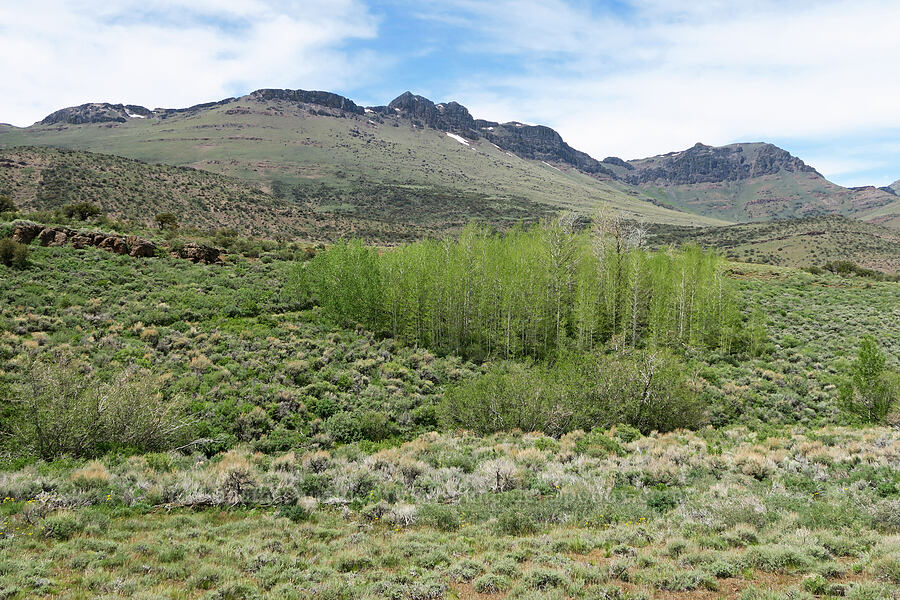 Pueblo Mountains & aspen trees (Populus tremuloides) [Pueblo Mountains, Harney County, Oregon]