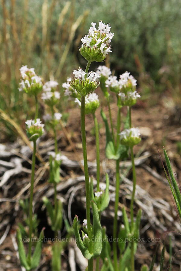 white plectritis (Plectritis macrocera) [Pueblo Mountains, Harney County, Oregon]