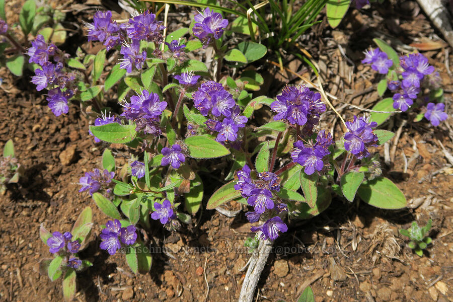 low phacelia (Phacelia humilis) [Pueblo Mountains, Harney County, Oregon]