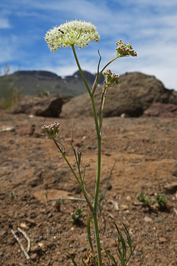 Bolander's yampah (Perideridia bolanderi) [Pueblo Mountains, Harney County, Oregon]