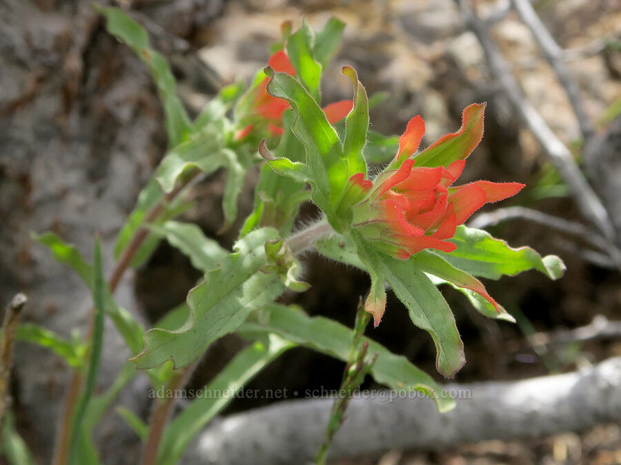 wavy-leaf paintbrush (Castilleja applegatei var. pinetorum) [Pueblo Mountains, Harney County, Oregon]