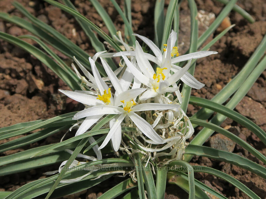 sand lilies (Leucocrinum montanum) [Pueblo Mountains, Harney County, Oregon]