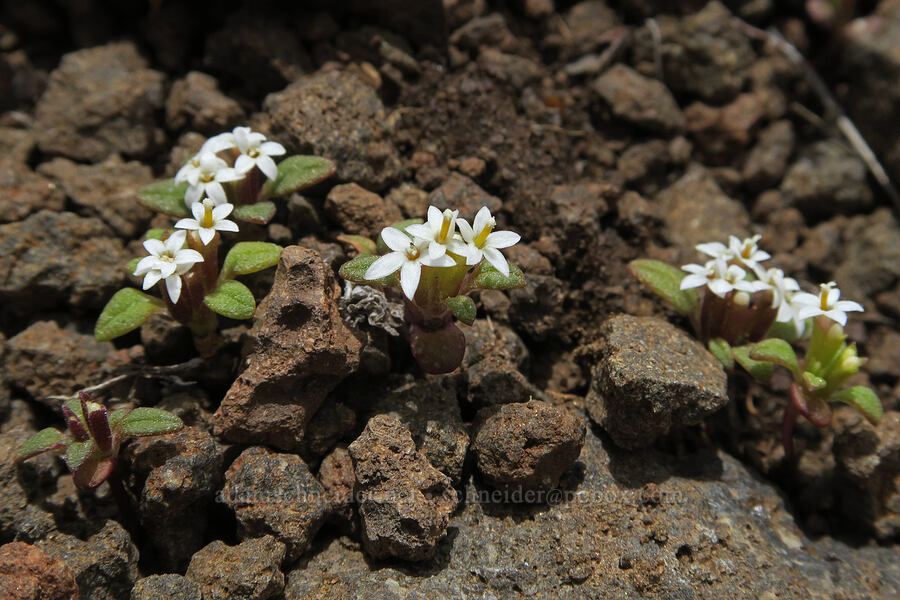 doublet (Dimeresia howellii) [Pueblo Mountains, Harney County, Oregon]