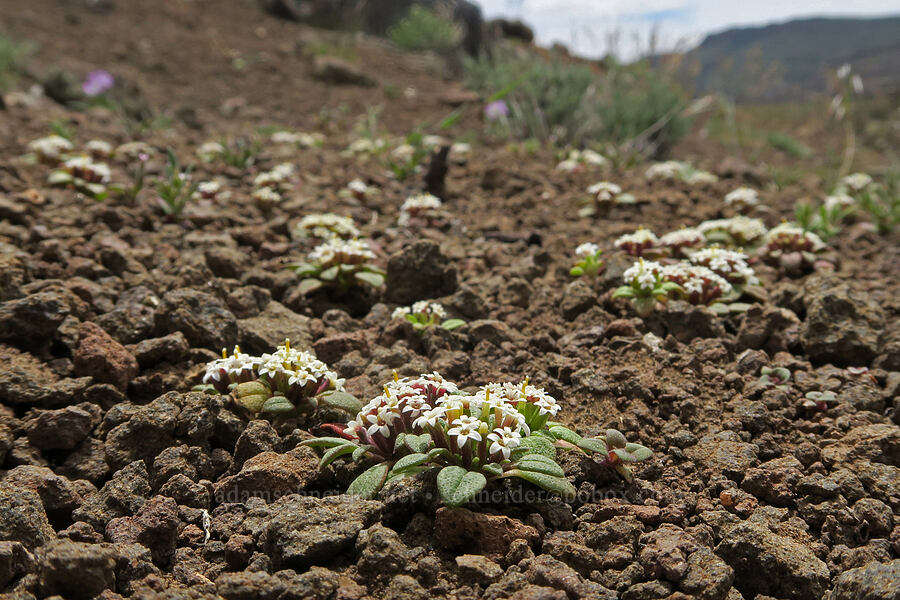 doublet (Dimeresia howellii) [Pueblo Mountains, Harney County, Oregon]